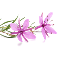 Epilobio planta